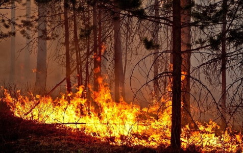 Доклад: Предупреждение возникновения и борьба с пожарами на местности